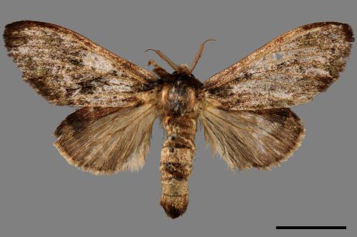 Vaneeckeia pallidifascia centrobrunnea[褐丸舟蛾][00051556]