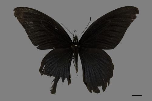 Papilio memnon heronus[大鳳蝶][00101974]