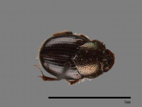 Onthophagus hsui[00048375]