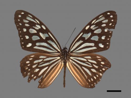 Ideopsis similis[琉球青斑蝶][00027473]