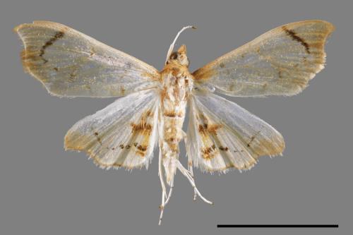 <已分類>Family：Crambidae[草螟科][00053004]