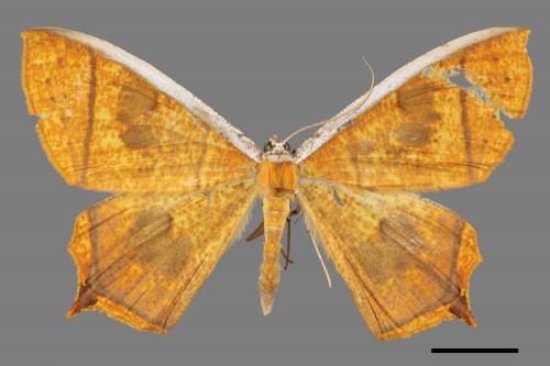 Thinopteryx crocoptera assamensis[黃蝶尺蛾][00019615]