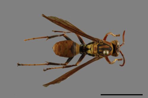 Polistes formosanus[00119354]