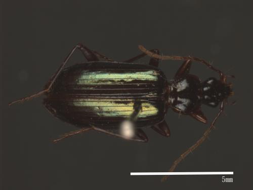 <已分類>Family：Carabidae[步行蟲科][00081972]