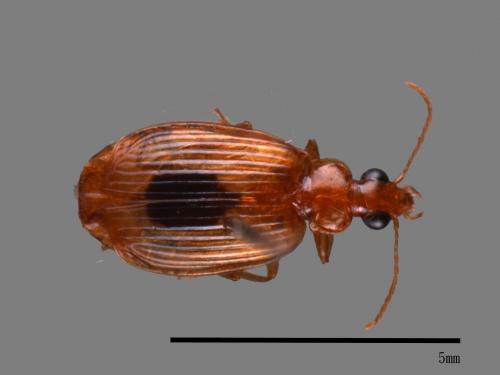 <已分類>Family：Carabidae[步行蟲科][00048192]