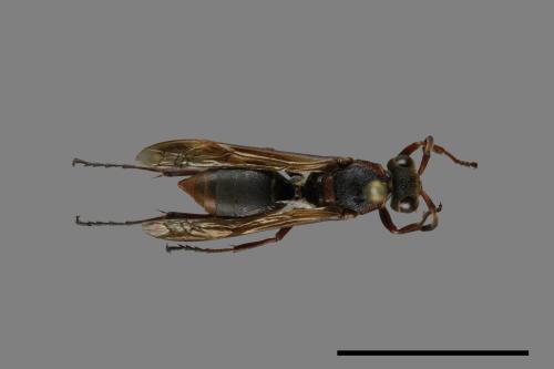 Polistes eboshinus[姬長腳蜂][00072618]