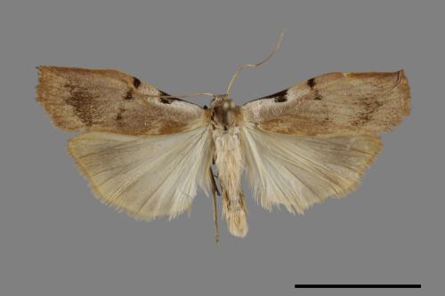 Teulisna tumida[膨圖苔蛾][00091400]