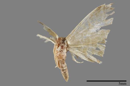 <已分類>Genus：Idaea[00039055]