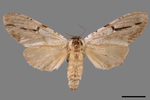 Lophocosma nigrilinea geniculata[肘拐舟蛾][00057865]