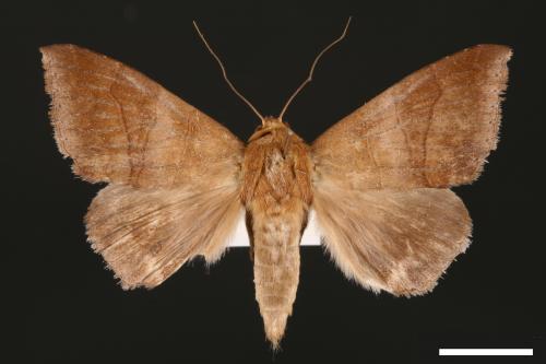 Dysgonia amygdalis[00030914]