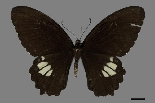 Papilio castor formosanus[無尾白紋鳳蝶][00101270]