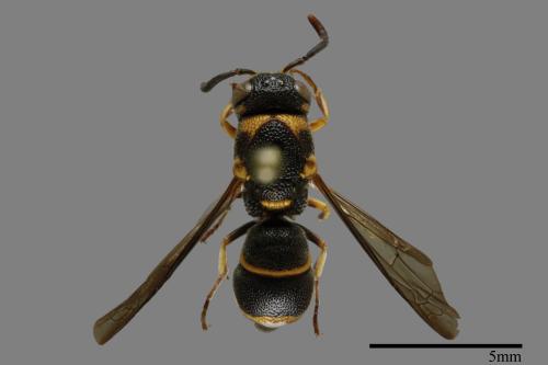 Parancistrocerus kuraruensis[鐘腰螨寄蜾臝][00013040]