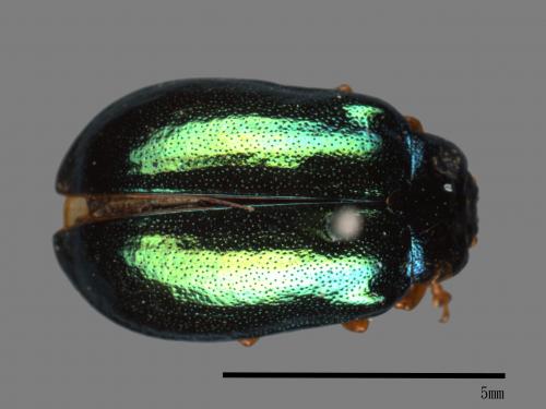 <已分類>Family：Chrysomelidae[金花蟲科][00081173]