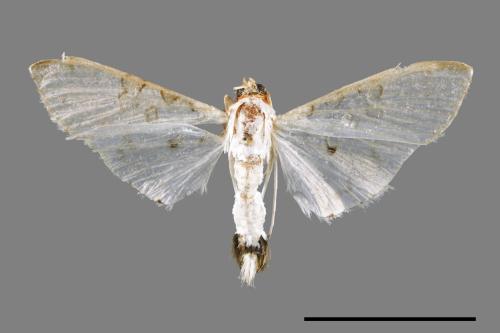 <已分類>Family：Crambidae[草螟科][00065960]