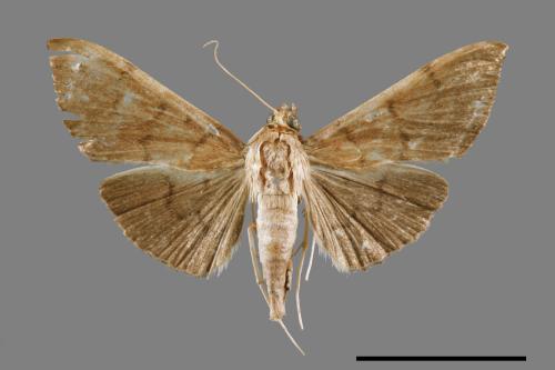 <已分類>Family：Crambidae[草螟科][00065088]
