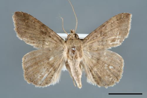 <已分類>Genus：Ericeia[00006473]