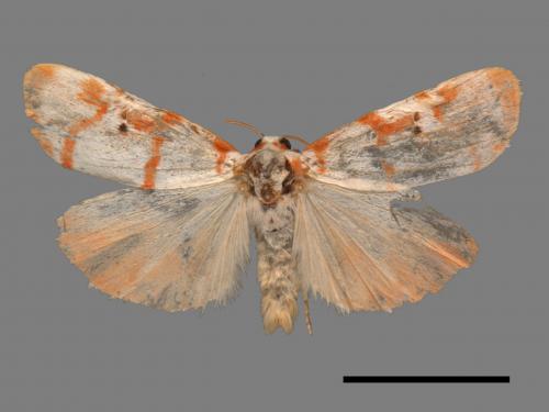 Cyana hamata[優雪苔蛾][00044660]