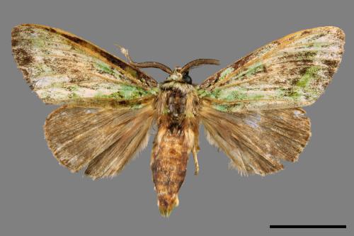 Somera viridifusca viridifusca[瑟舟蛾][00045654]