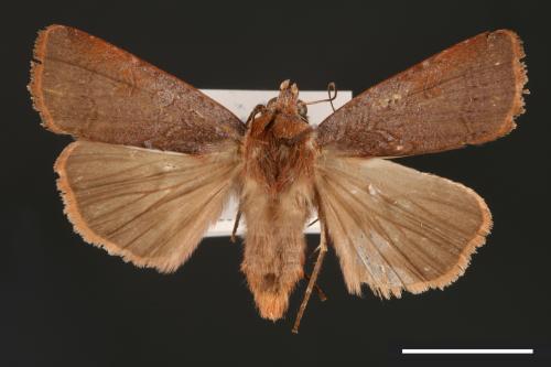 Diarsia subtincta[灰褐歹夜蛾][00000796]