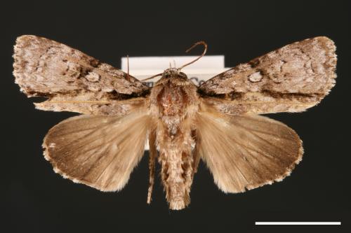 Craniophora fasciata[條首夜蛾][00000481]