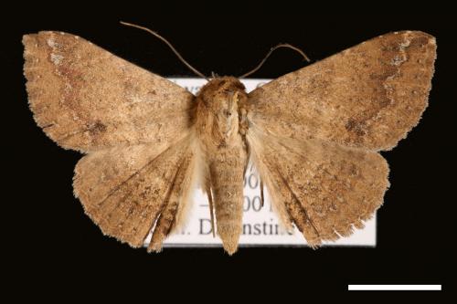 Ericeia inangulata[00030526]