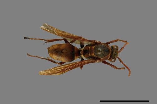 Polistes takasagonus[雙斑長腳蜂][00072652]