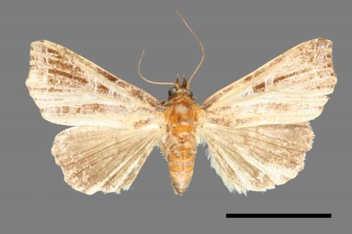 Callopistria placodoides[紅棕散紋夜蛾][00000598]