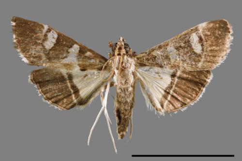 <已分類>Genus：Glyphodes[00038362]