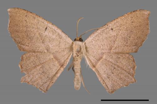 Danala lilacina[褐尖緣尺蛾][00070644]