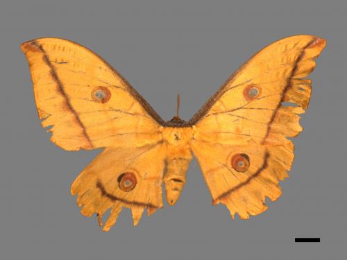 Antheraea yamamai superba[大透目天蠶蛾][00016014]