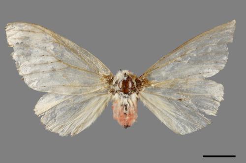 Lymantria xylina xylina[黑角舞蛾][00057403]