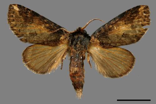 Neodrymonia seriatopunctata[黃肩舟蛾][00059616]