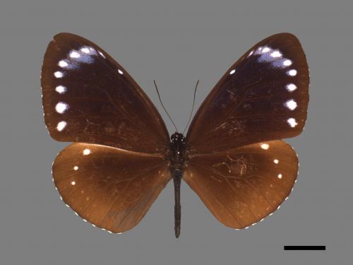 Euploea tulliolus koxinga[小紫斑蝶][00027447]