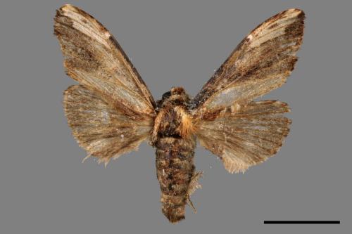 Hexafrenum maculifer maculifer[斑白頸異齒舟蛾][00051475]