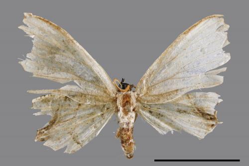 Dysaethria flavistriga[黃紋雙尾蛾][00047119]