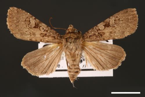 Apospasta rantaizanensis[巒大山夜蛾][00001159]