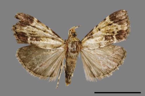 <已分類>Family：Pyralidae[螟蛾科][00064333]