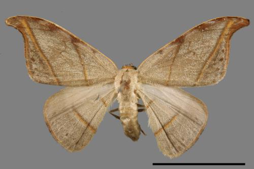 Nordstroemia semililacina[黑點雙帶鉤蛾][00055191]
