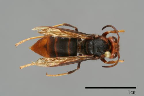 Vespa velutina[黃腳虎頭蜂][00096043]