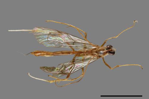 <已分類>Family：Ichneumonidae[姬蜂科][00114606]