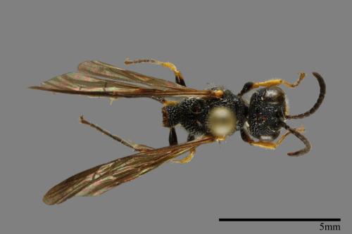 <已分類>Family：Sphecidae[細腰蜂科][00073875]