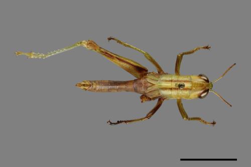 <已分類>Order：Orthoptera[直翅目][00086720]