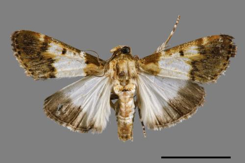Teliphasa albifusa[00064345]