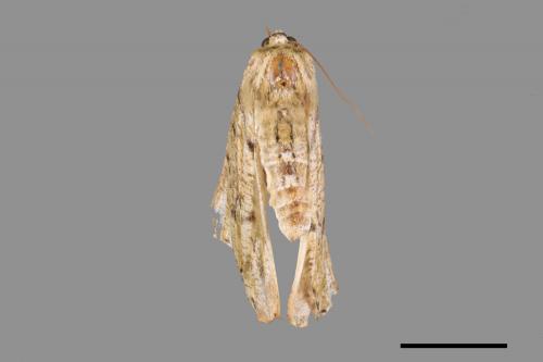 Lophophelma iterans onerosus[明線垂耳尺蛾][00105586]