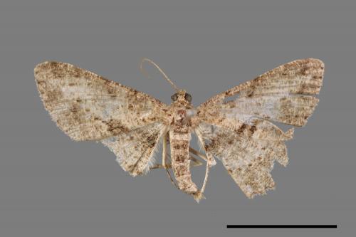 Psilalcis breta rantaizana[巒大山小尺蛾][00026004]