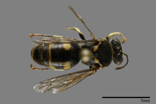 <已分類>Family：Sphecidae[細腰蜂科][00093633]