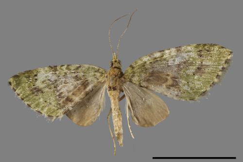 Chloroclystis blanda[黑腰小翅波尺蛾][00039275]