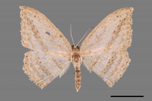 Luxiaria obliquata[斜紋鈎尺蛾][00042803]