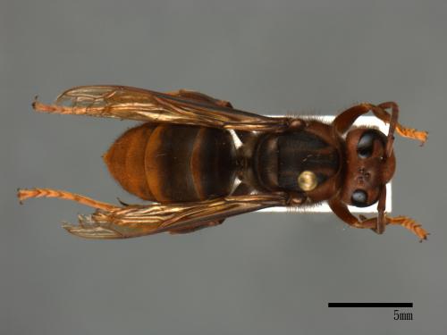 Vespa velutina[黃腳虎頭蜂][00098991]