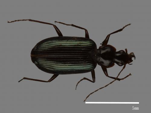 <已分類>Family：Carabidae[步行蟲科][00049026]